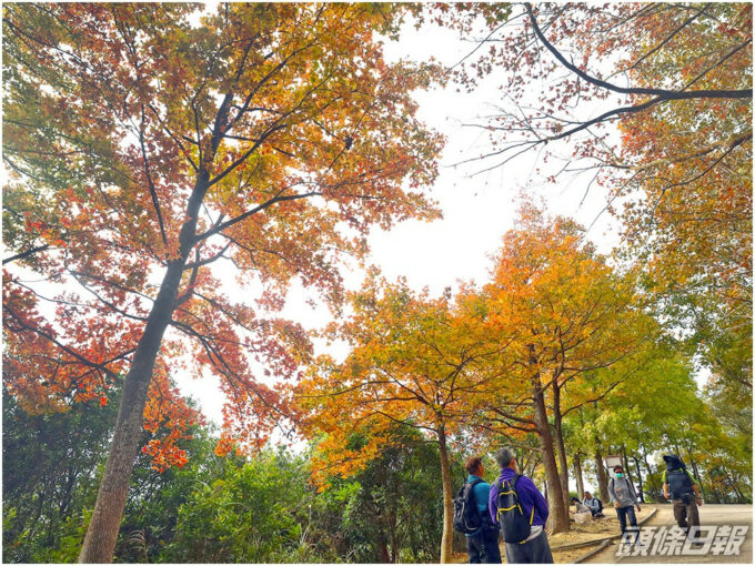 賞紅葉季節 元朗大欖郊野公園楓香林轉紅 - 元朗屋網 28YuenLong.com